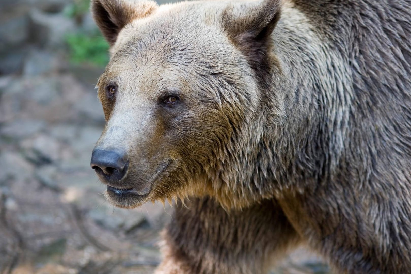 Braunbär in der Slowakei: Das Umweltministerium warnt vor voreiligen Schlüssen (Symbolbild).