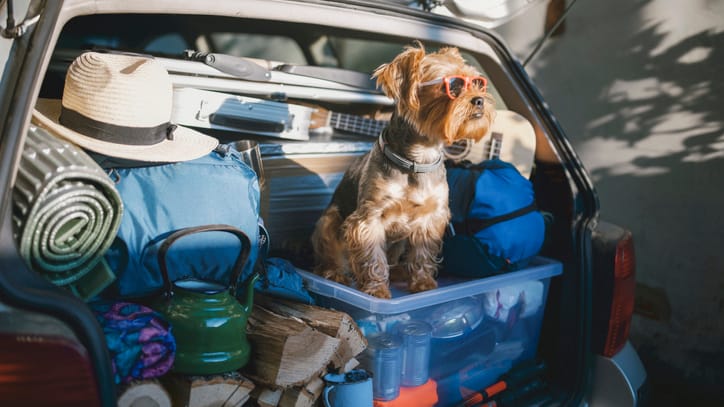 Ein Hund in einem vollgepackten Kofferraum