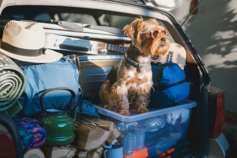 Ein Hund in einem vollgepackten Kofferraum