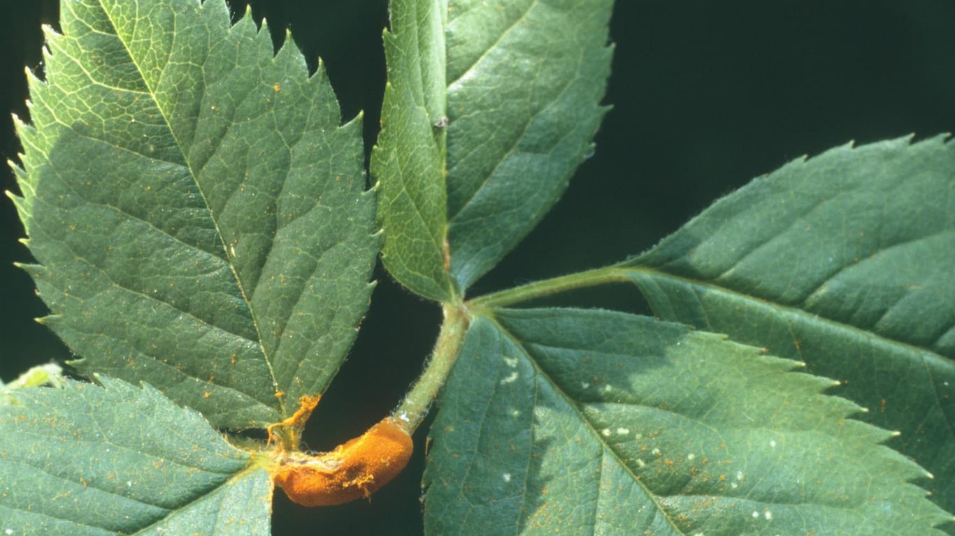 Blätter einer Stockrose: Die Pflanzenart wird häufig vom Rostpilz befallen.