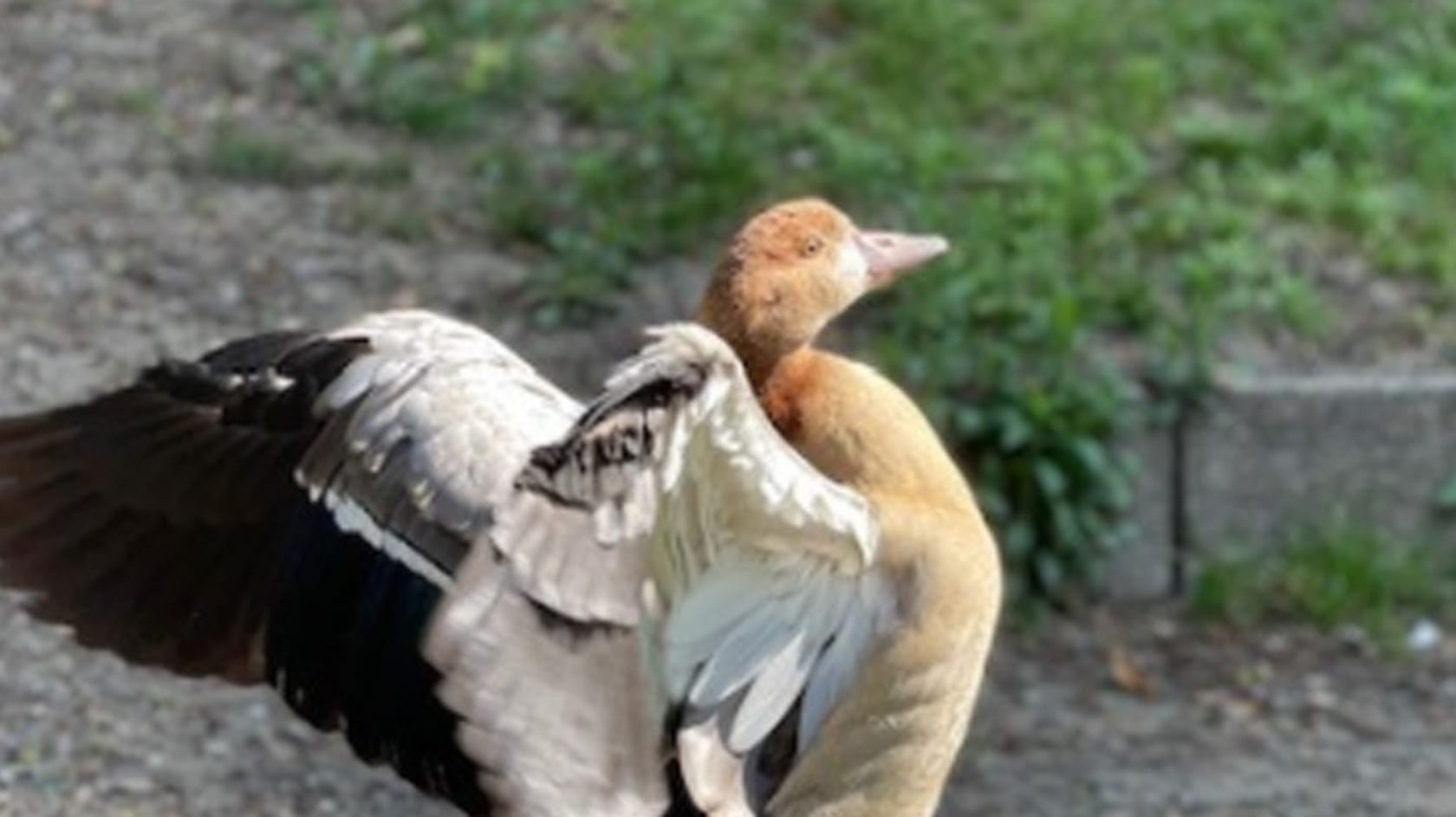 Eine Gans hebt die Flügel: In Köln haben Ordnungsdienst und Feuerwehr das Tier von einem Metallring befreit. Eine Gans hebt die Flügel: In Köln haben Ordnungsdienst und Feuerwehr das Tier von einem Metallring befreit.