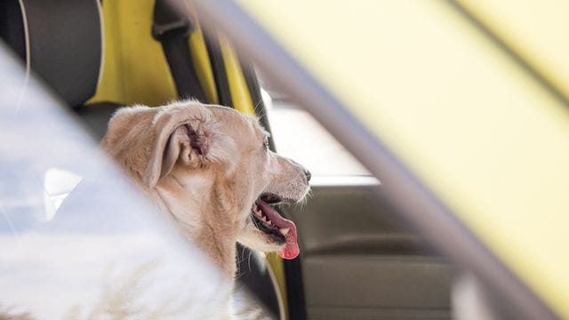 Nicht nur Wauzi in Not: Weder Kinder noch Tiere sollten Autofahrer im Sommer im Auto zurücklassen, um sie nicht in Gefahr zu bringen.