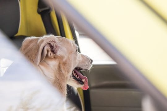 Nicht nur Wauzi in Not: Weder Kinder noch Tiere sollten Autofahrer im Sommer im Auto zurücklassen, um sie nicht in Gefahr zu bringen.