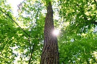 Durch Bäume eines Waldes scheint die Sonne