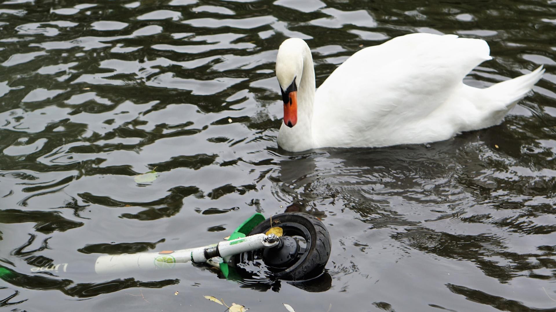 Ein Schwan neben einem im Kölner Mediapark schwimmenden E-Scooter: Das Bild stammt bereits aus dem November 2019 und zeigt: Das Problem besteht nicht nur am Rhein.