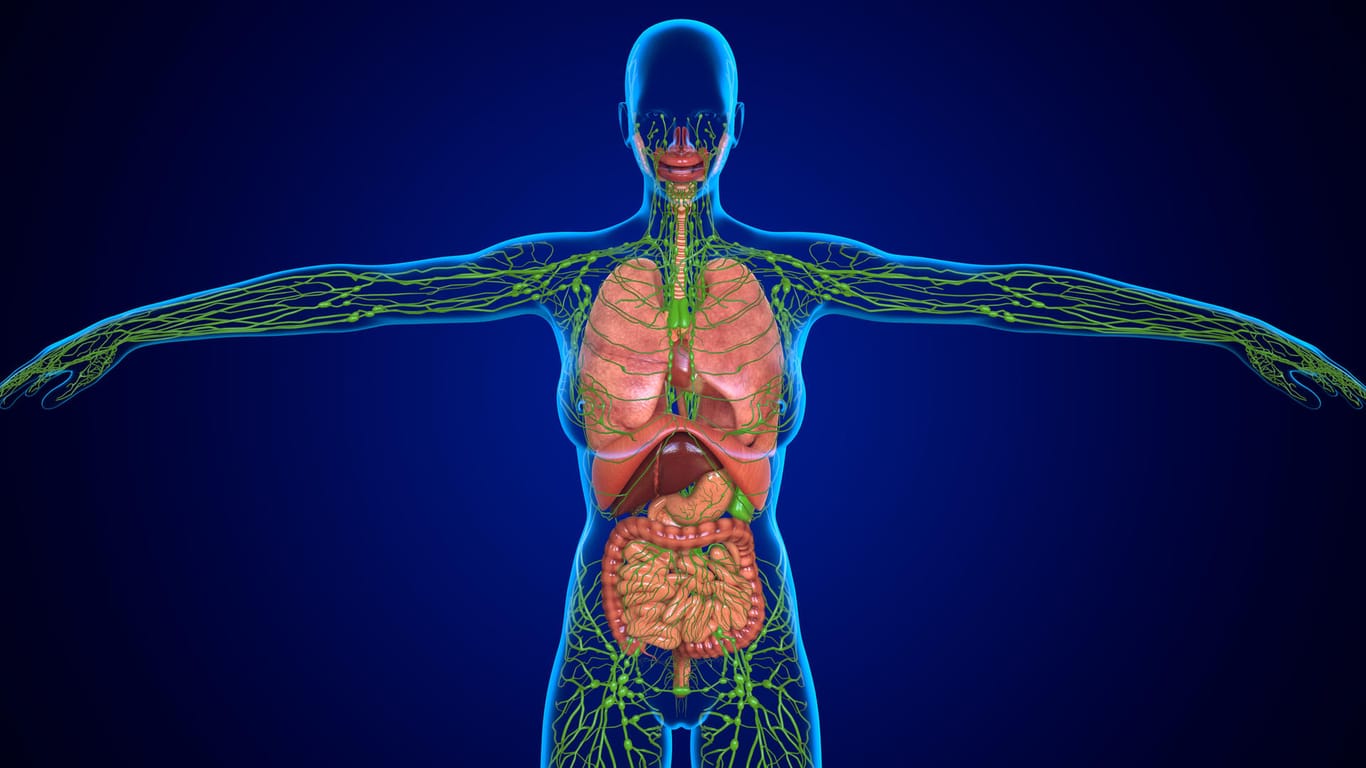 Anatomische Darstellung: Der gesamte Körper ist von einem System aus Lymphbahnen durchzogen. In bestimmten Stationen des Lymphsystems, den Lymphknoten, werden Krankheitserreger herausgefiltert.
