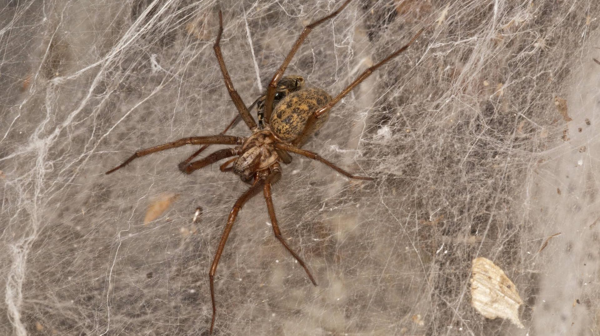 Winkelspinne: Die Hausspinne beißt äußerst selten Menschen und nur wenn ihr keine andere Wahl bleibt.