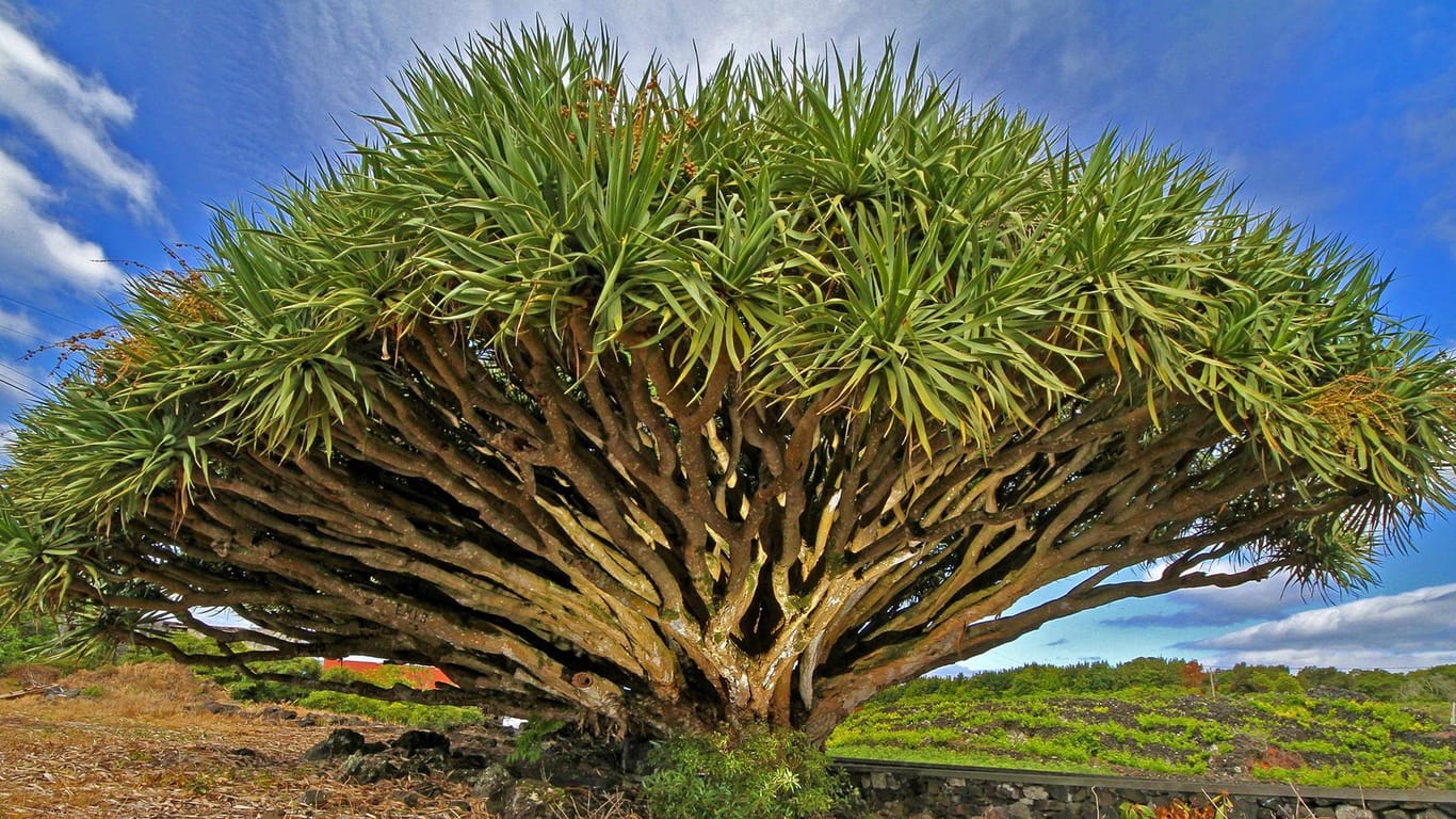 Kanarischer Drachenbaum (Dracaena draco): Dieses Exemplar wächst in Portugal.