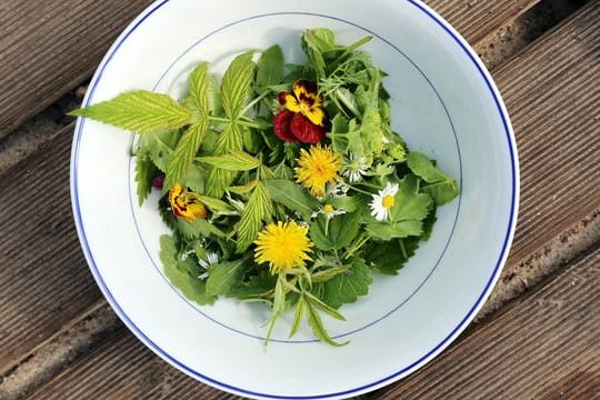 Bunte Tupfer auf dem Teller: Blüten verleihen einem Wildkräuter-Salat ein schönes Aussehen und ein besonderes Aroma.