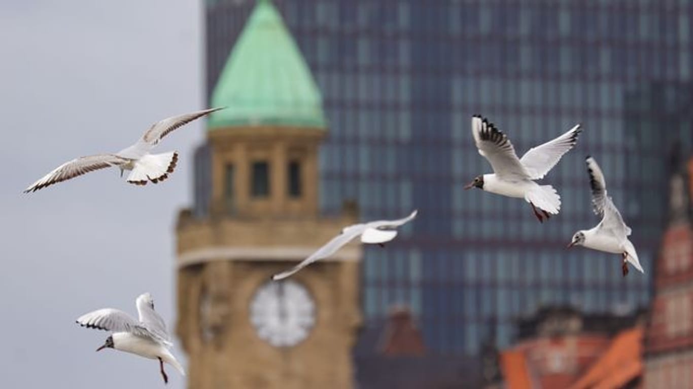 Möwen fliegen über die Landungsbrücken in Hamburg (Symbolbild): Ein angeblicher Schuss auf eine Möwe hat in der Hansestadt einen Polizeieinsatz ausgelöst.
