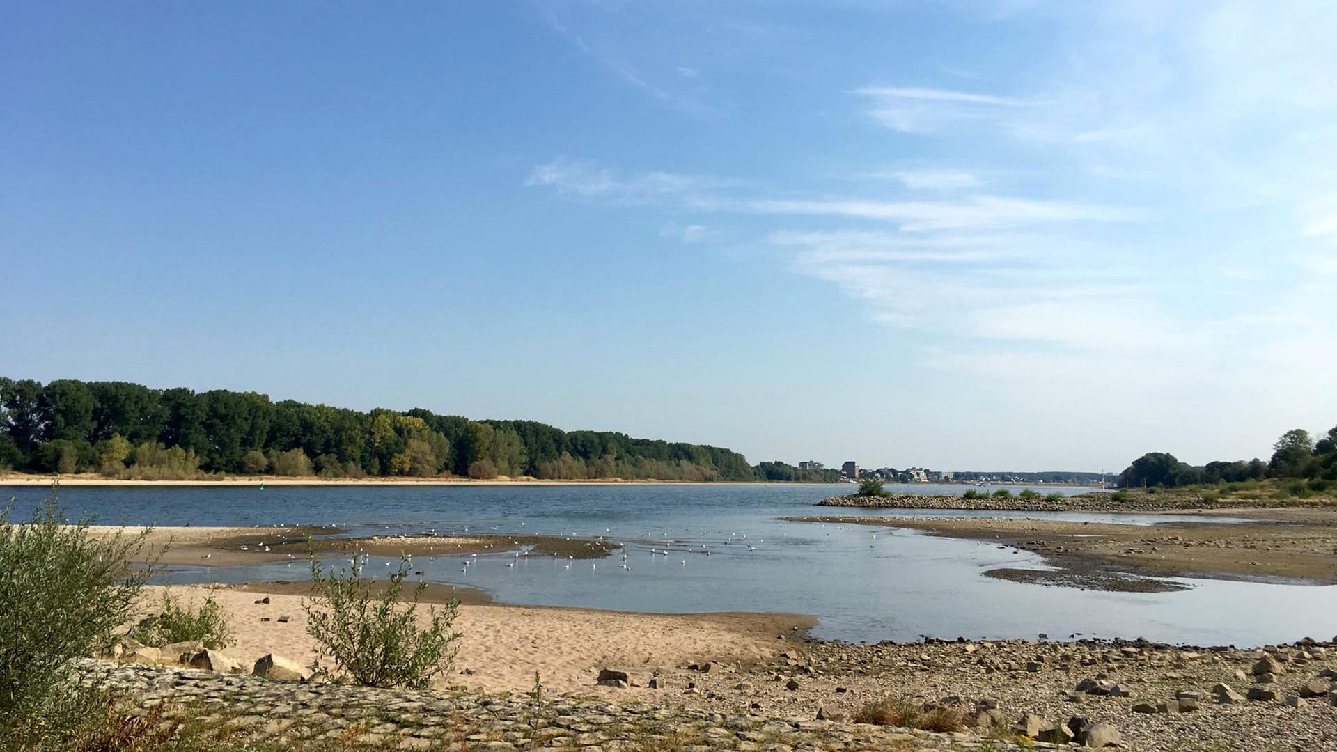 Das Rheinufer auf der schäl Sick: Hier ist es lange flach, doch der Rhein hat uneinschätzbare Strömungen.