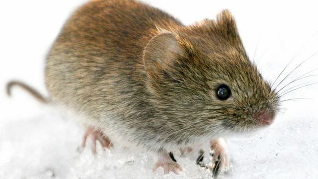 Das Hantavirus wird häufig von der Rötelmaus (Clethrionomys glareolus) auf den Menschen übertragen.