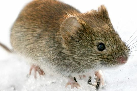 Das Hantavirus wird häufig von der Rötelmaus (Clethrionomys glareolus) auf den Menschen übertragen.