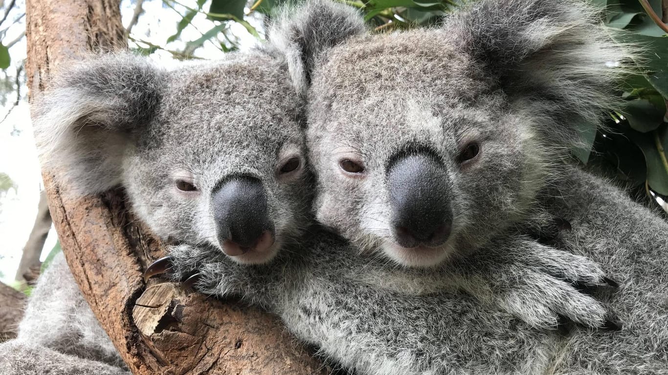 Koalas in einem australischen Wildpark: Sie gelten seit 2016 als bedrohte Art.