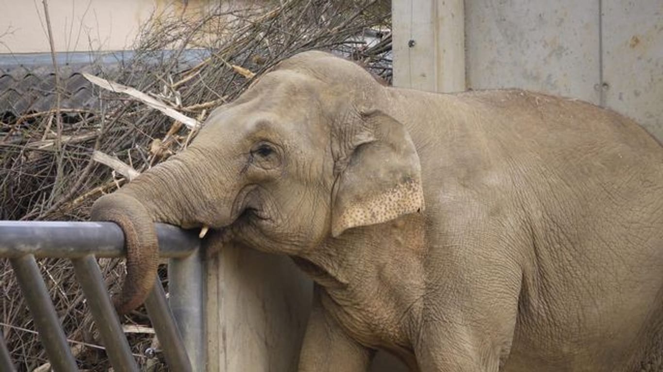 Augsburger Zoo-Elefant Burma tot