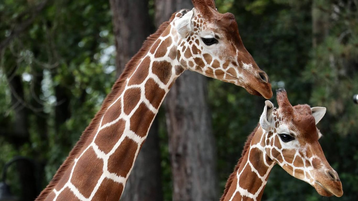 Mutter Dhakija mit Tochter Mayla (Archivbild): Die beiden Giraffendamen sollen sich in anderen Zoos fortpflanzen.