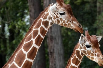 Mutter Dhakija mit Tochter Mayla (Archivbild): Die beiden Giraffendamen sollen sich in anderen Zoos fortpflanzen.