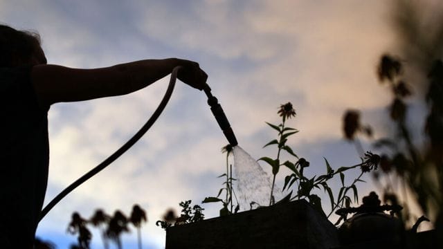 Im Sommer Pflanzen am besten früh morgens oder nach Sonnenuntergang gießen - und auf keinen Fall, wenn die Sonne herunterknallt.