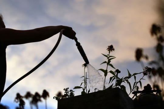 Im Sommer Pflanzen am besten früh morgens oder nach Sonnenuntergang gießen - und auf keinen Fall, wenn die Sonne herunterknallt.