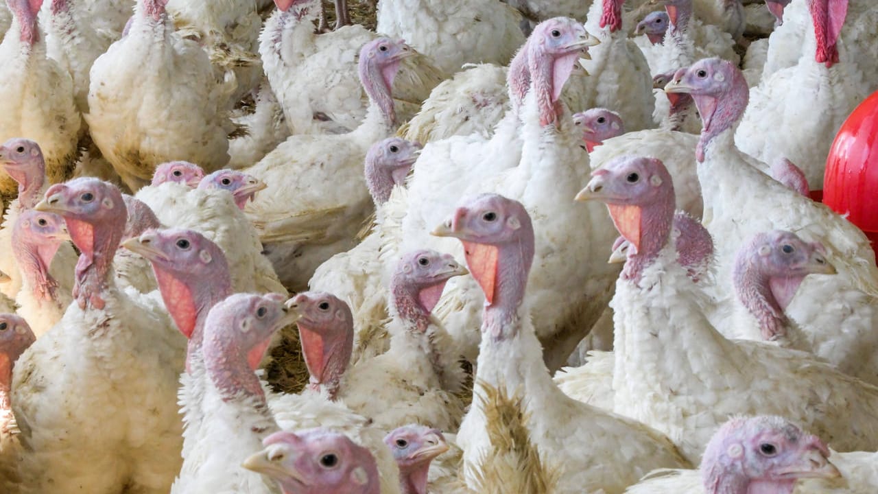 Tausende Puten auf engem Raum (Symbolbild): Die industrielle Massenhaltung macht Fleisch so günstig.