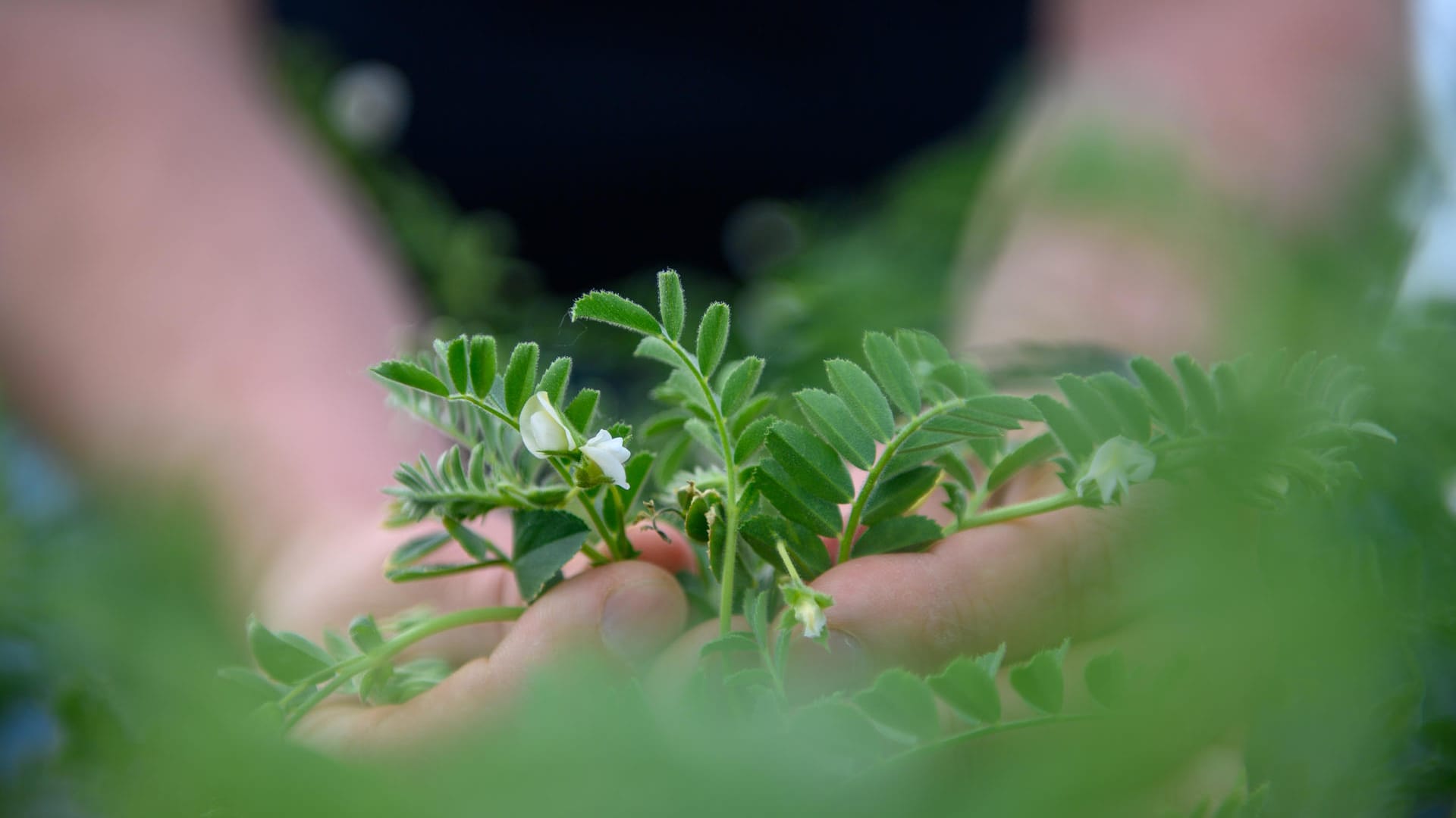 Blüten der Kichererbsen: Erst eine geringe Zahl von Landwirten beschäftigt sich mit der Frucht.