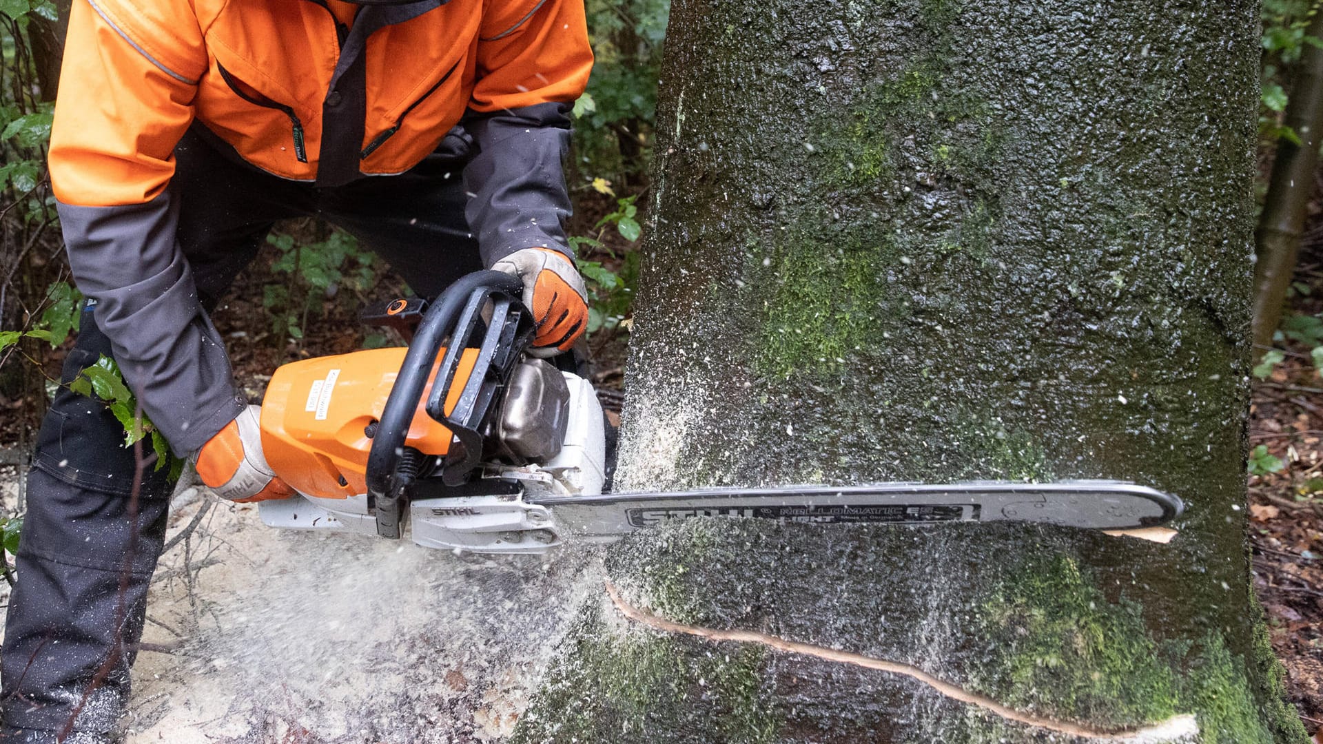 Ein Mann fällt einen Baum (Symbolbild): Bei einem Arbeitsunfall in Hagen ist ein Mann verstorben.