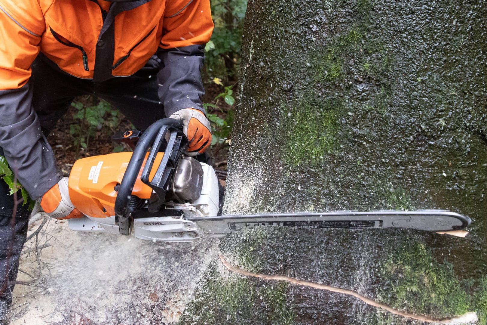 Ein Mann fällt einen Baum (Symbolbild): Bei einem Arbeitsunfall in Hagen ist ein Mann verstorben.