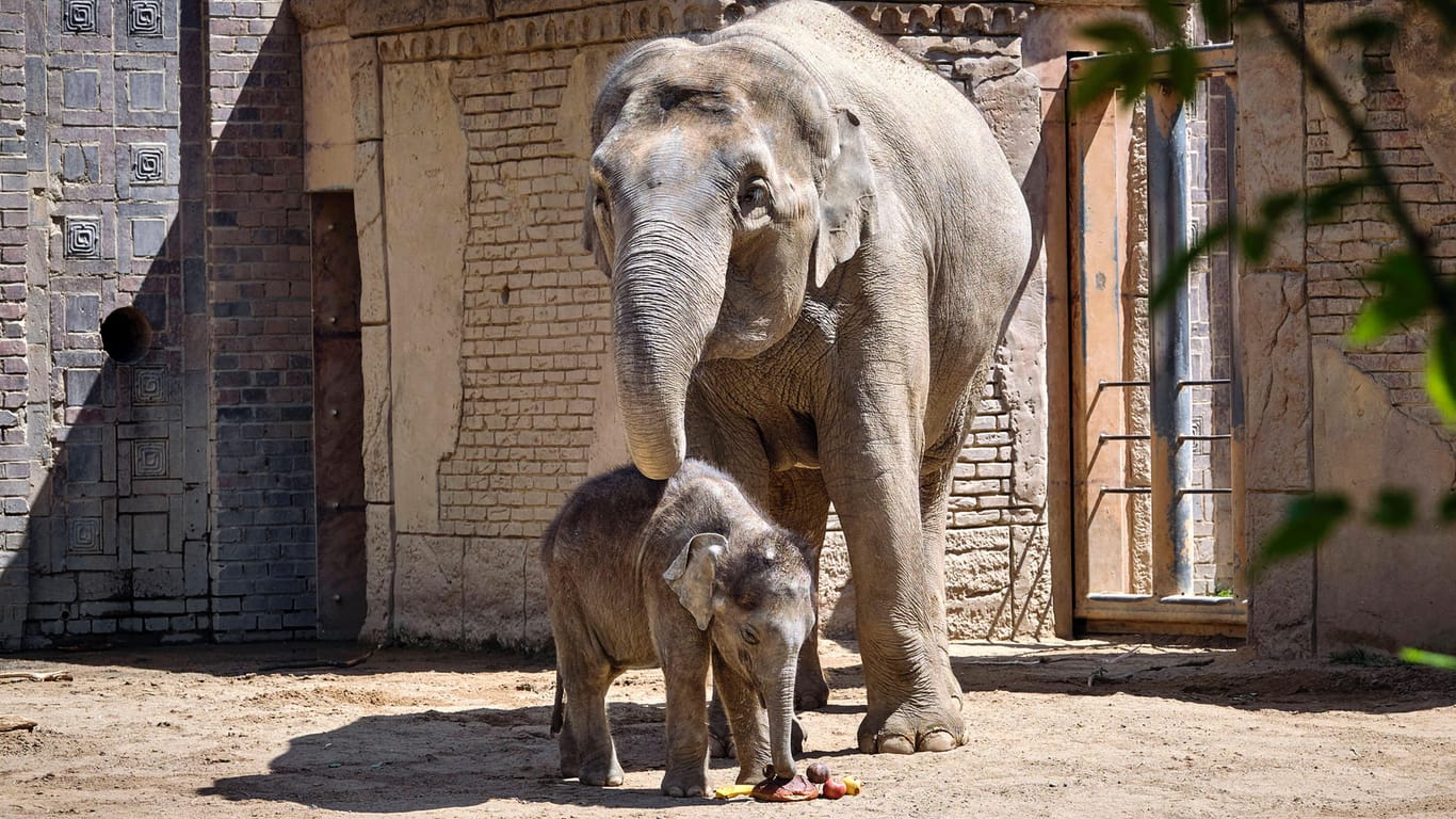 Der kleine Kiran im vergangenen Jahr mit seiner Mama (Archivfoto): Der Zoo kann sich nicht erklären, weshalb er jetzt so plötzlich starb.