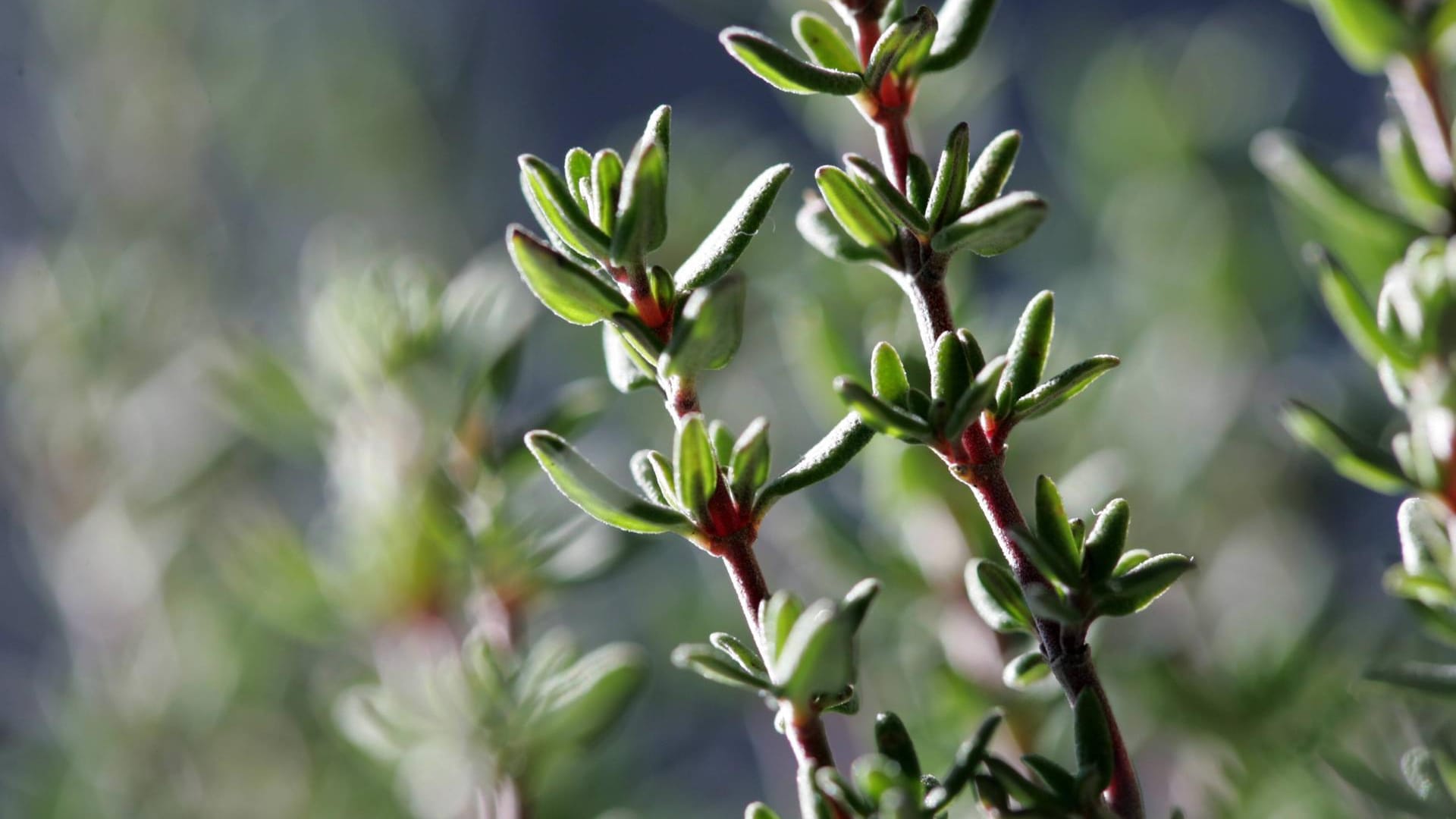 Echter Thymian (Thymus vulgaris): Junge Triebe besitzen mehr Aroma als ältere.