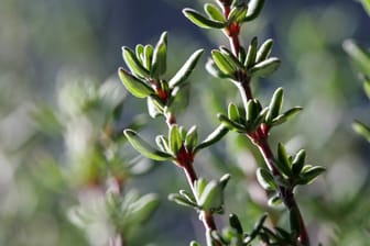 Echter Thymian (Thymus vulgaris): Junge Triebe besitzen mehr Aroma als ältere.
