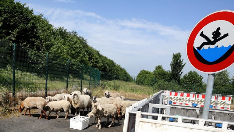 Die Schafe laufen an einer eingezäunten Entwässerungsanlage der A40 vorbei: Die Methode hat laut Autobahngesellschaft gleich mehrere Vorteile.