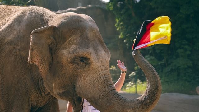 Die 42 Jahre alte Elefanten-Leitkuh Yashoda aus dem Hamburger Tierpark Hagenbeck: Für ihre Arbeit gab es eine Ananas als Belohnung. Die 42 Jahre alte Elefanten-Leitkuh Yashoda aus dem Hamburger Tierpark Hagenbeck: Für ihre Arbeit gab es eine Ananas als Belohnung.
