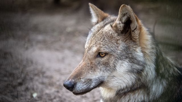 Europäischer Grauwolf