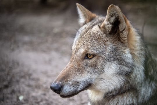 Europäischer Grauwolf