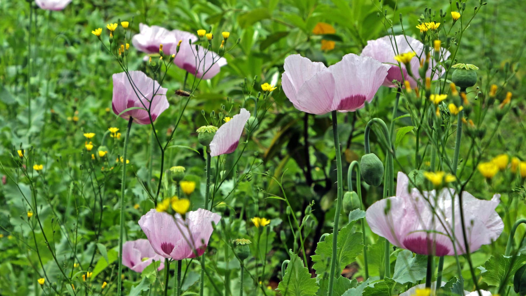 Schlafmohn Vorsicht, Geldstrafe! Pflanze sollte nicht im Garten sein