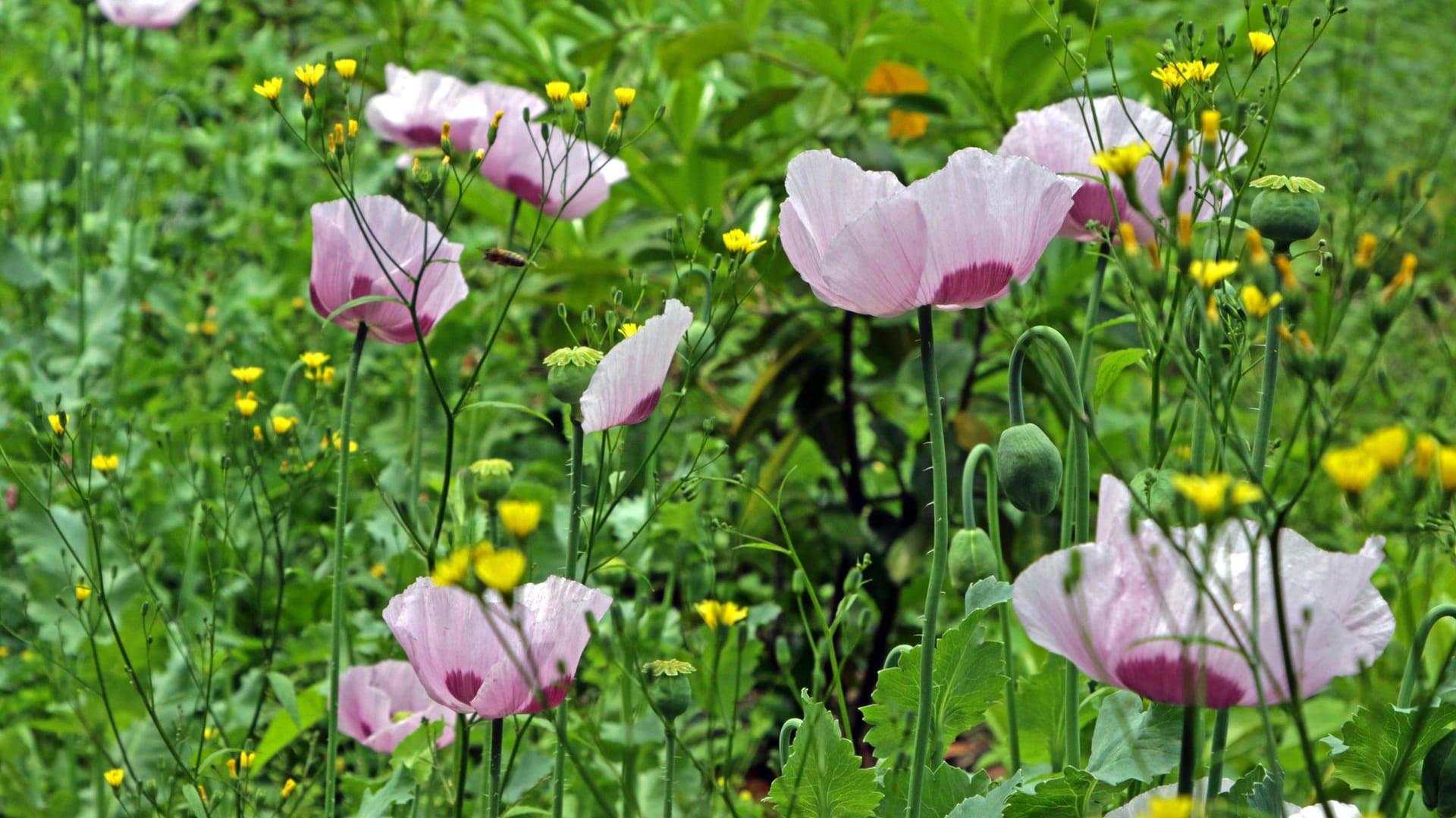 Schlafmohn (Papaver somniferum): Die Blüten sehen dem Klatschmohn ähnlich.