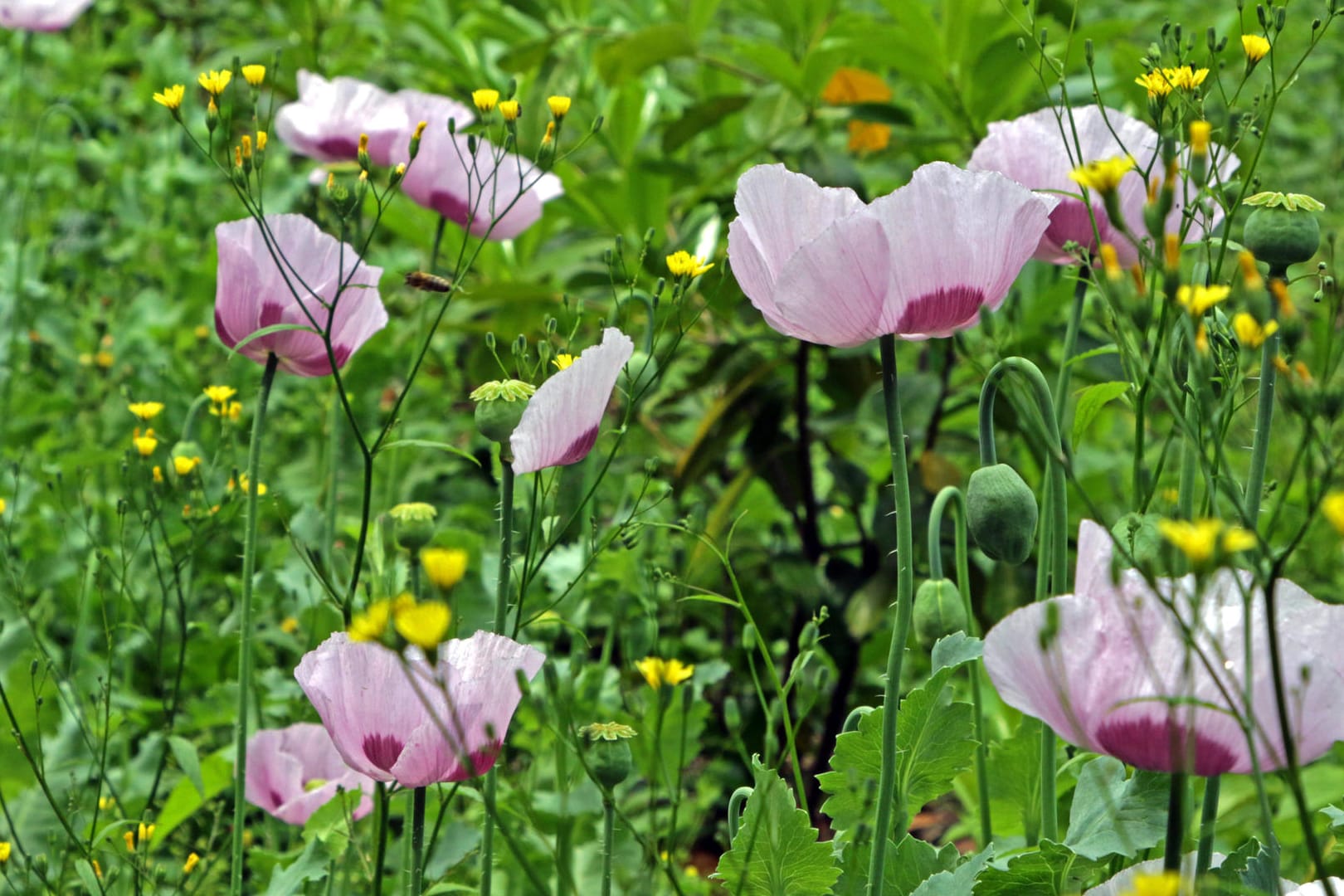 Schlafmohn (Papaver somniferum): Die Blüten sehen dem Klatschmohn ähnlich.