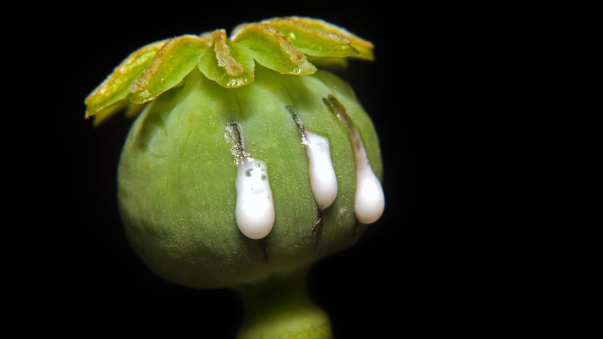 Schlafmohn (Papaver somniferum): Der Milchsaft aus der Mohnkapsel enthält Morphin.