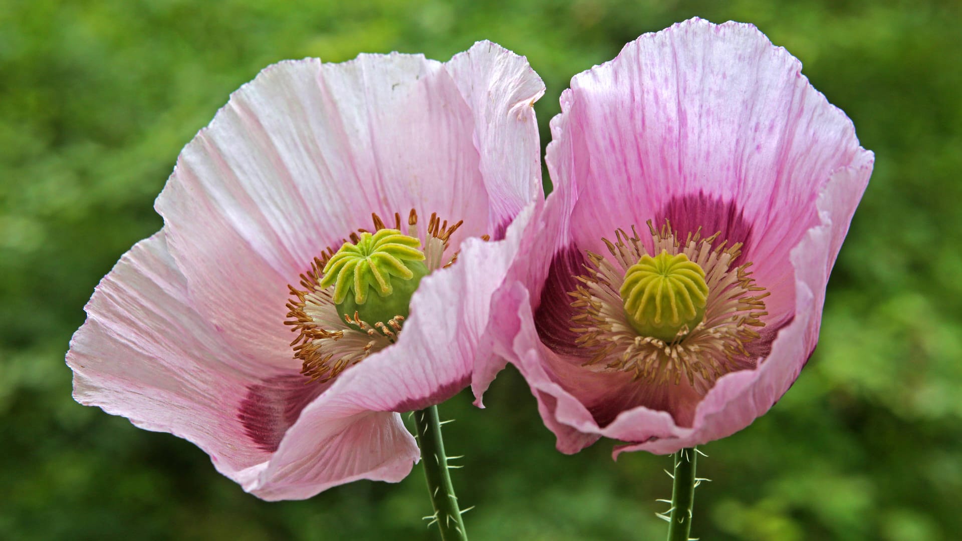 Schlafmohn (Papaver somniferum): Der Anbau und Besitz ist in Deutschland streng verboten.