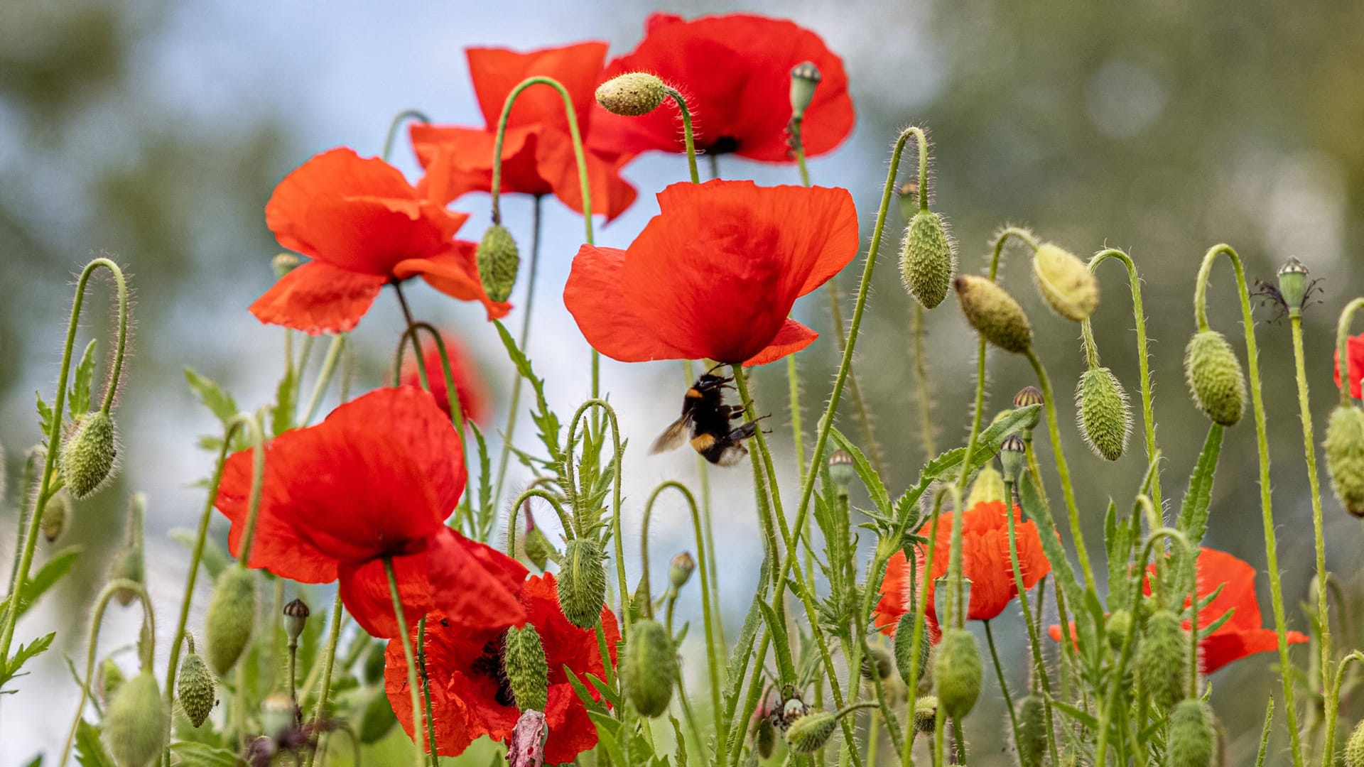 Klatschmohn (Papaver rhoeas): Diese Mohnart darf im Garten wachsen.