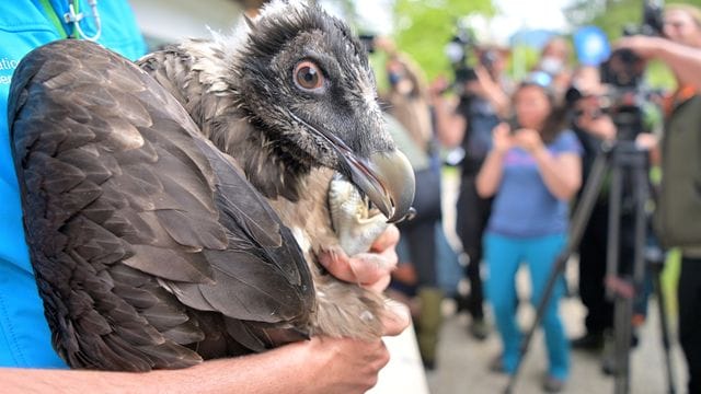 Auswilderung zweier junger Bartgeier