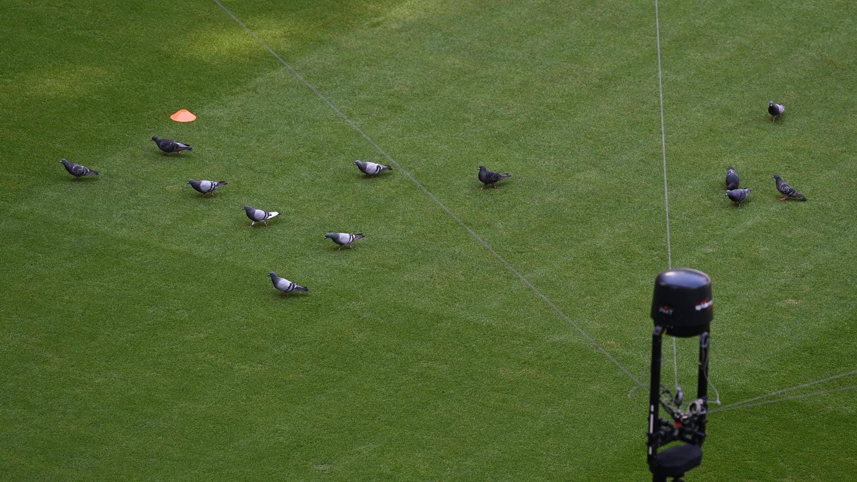 Vor der Partie in München: Während des Spiels blieb dann nur eine Taube auf dem Feld übrig.