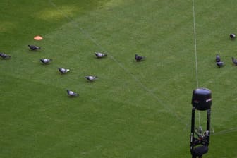 Vor der Partie in München: Während des Spiels blieb dann nur eine Taube auf dem Feld übrig.