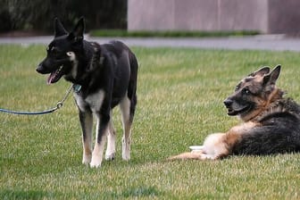 Der Deutsche Schäferhund Champ (r) und Major von Präsident Biden liegen auf dem South Lawn des Weißen Hauses.