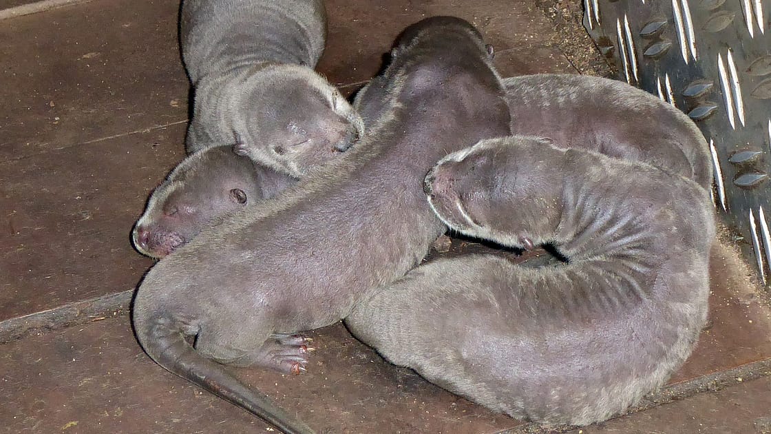 Vier Riesenotter-Babys: Der Zoo Leipzig kann sich seit der Eröffnung von Gondwanaland über regelmäßigen Nachwuchs freuen. Vier Riesenotter-Babys: Der Zoo Leipzig kann sich seit der Eröffnung von Gondwanaland über regelmäßigen Nachwuchs freuen.