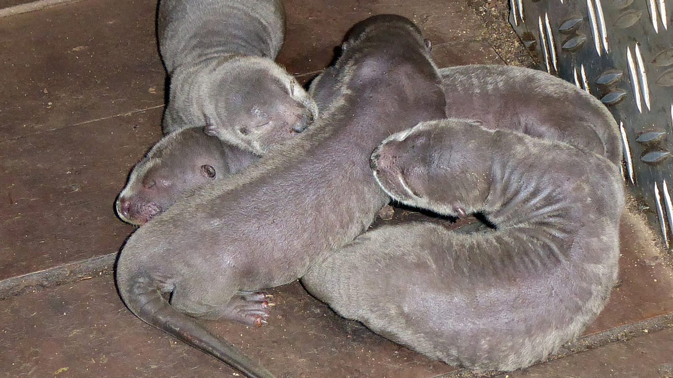 Vier Riesenotter-Babys: Der Zoo Leipzig kann sich seit der Eröffnung von Gondwanaland über regelmäßigen Nachwuchs freuen.