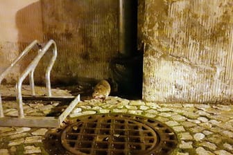 Eine Ratte sitzt nachts an einer Häuserwand in der Innenstadt (Symbolbild): In Rheinland-Pfalz sind die Ratten je nach Stadt unterschiedlich stark verbreitet.