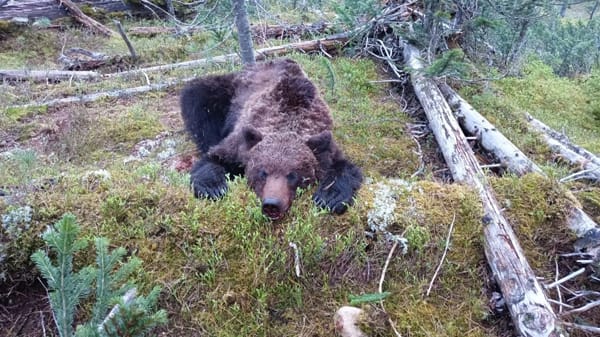 Der Bär aus dem sibirischen Nationalpark: Die Mitarbeiter des Parks hatten das Tier nach den Angriffen getötet.