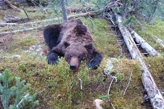 Der Bär aus dem sibirischen Nationalpark: Die Mitarbeiter des Parks hatten das Tier nach den Angriffen getötet.