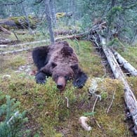 Der Bär aus dem sibirischen Nationalpark: Die Mitarbeiter des Parks hatten das Tier nach den Angriffen getötet.